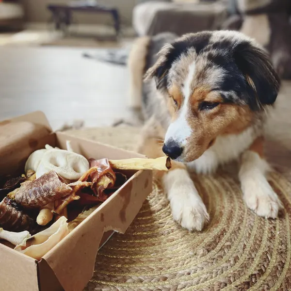O que são snacks naturais para cães?
