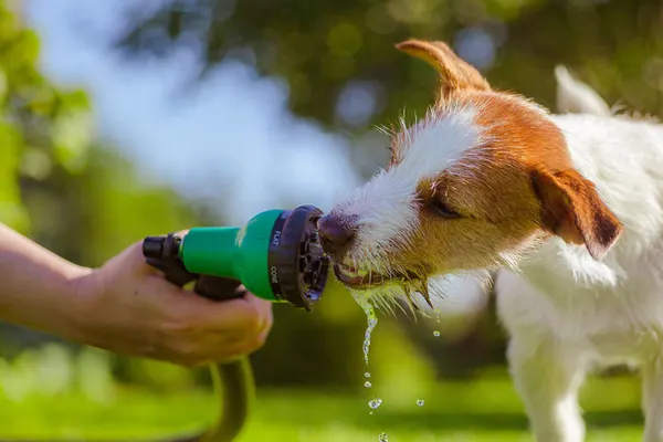 O que fazer se o meu cão sofrer um golpe de calor?