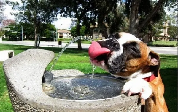 Verão: cuidados a ter com os cães