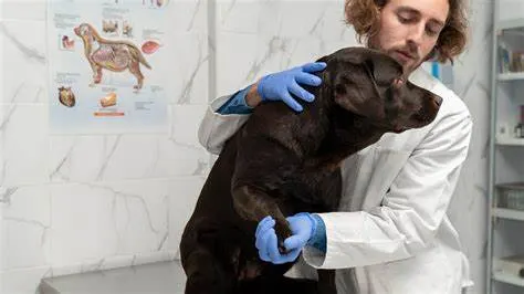 Leishmaniose canina: