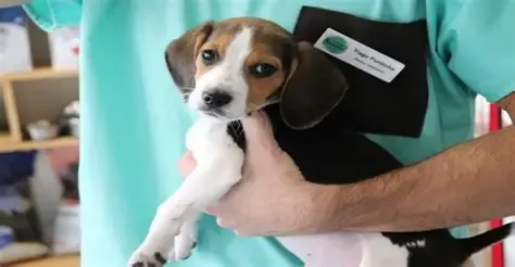 Desparasitação interna nos cães