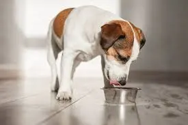 Quais os benefícios do óleo de salmão para os cães?